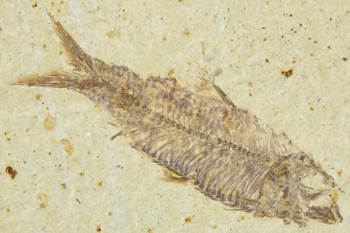 Detailed Fossil Fish (Knightia) - Wyoming #330795